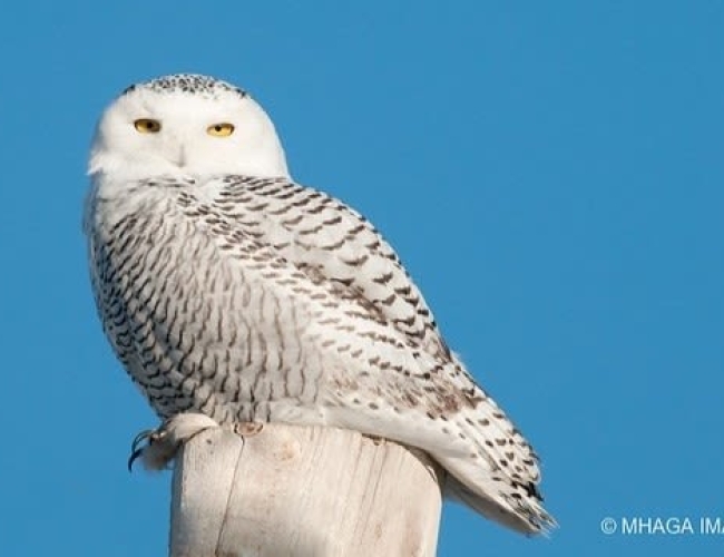 As snowy owl