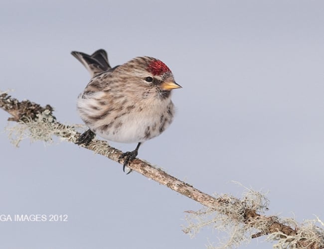 Beaver Creek Birdwatching and Hiking Tour