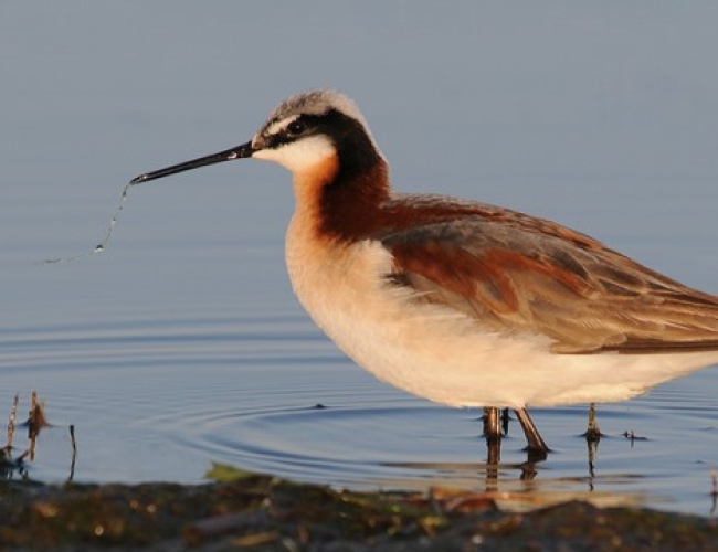 Goose Lake Birdwatching and Bird Photography Tour