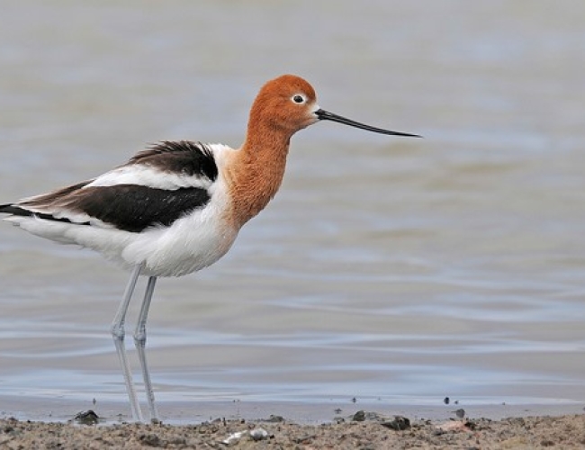 Saskatoon Shorebirds Tour