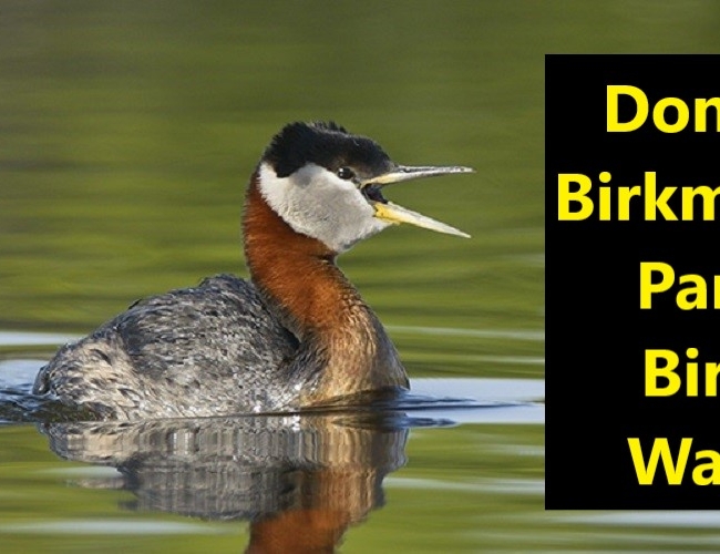 Donna Birkmaier Park Bird Walk Tour