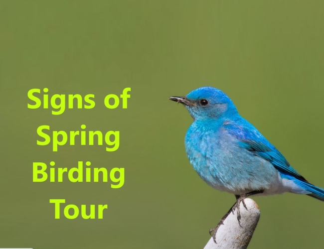 Signs of Spring Birding Guided Self-Driving Tour