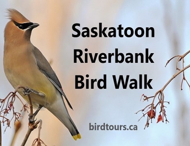 Saskatoon Riverbank Bird Walk