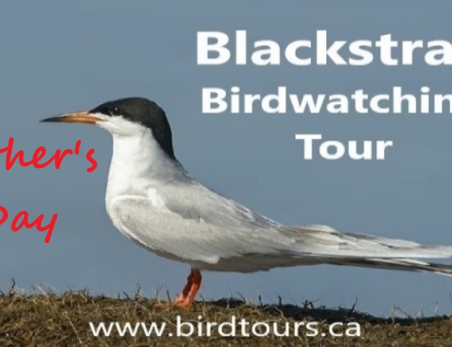 Father's Day - Blackstrap Birdwatching Tour