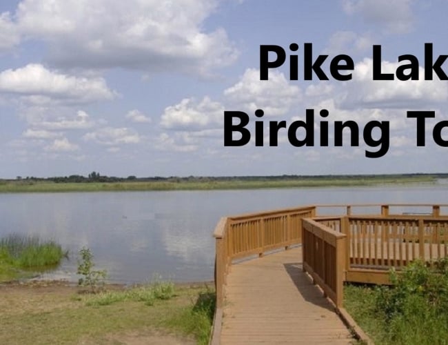 Pike Lake Birding Tour