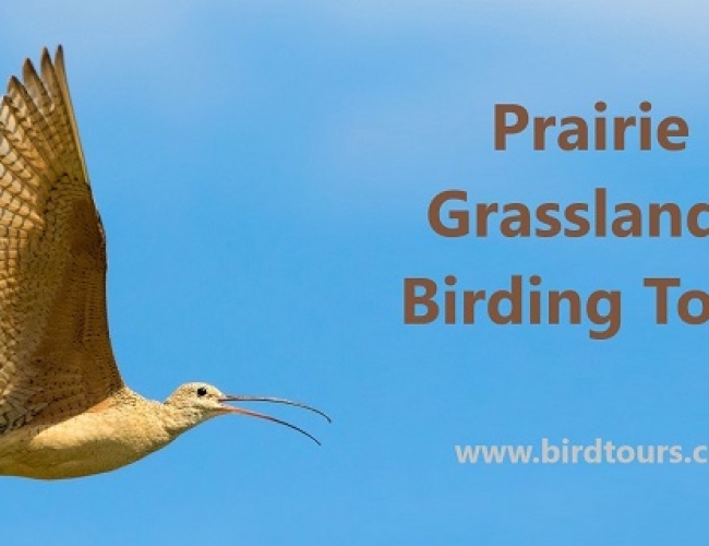 Prairie Grasslands Birding Tour