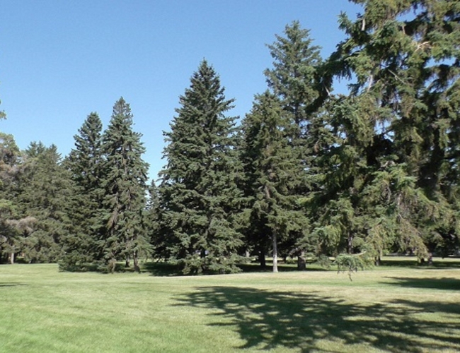 President Murray Park Bird Walk