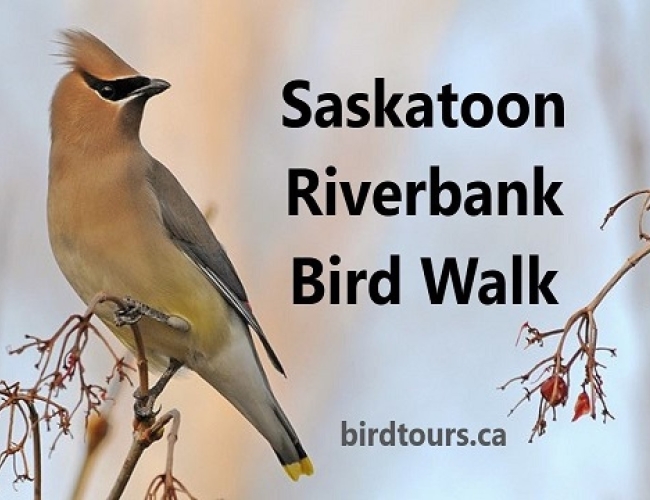 Saskatoon Riverbank Bird Walk