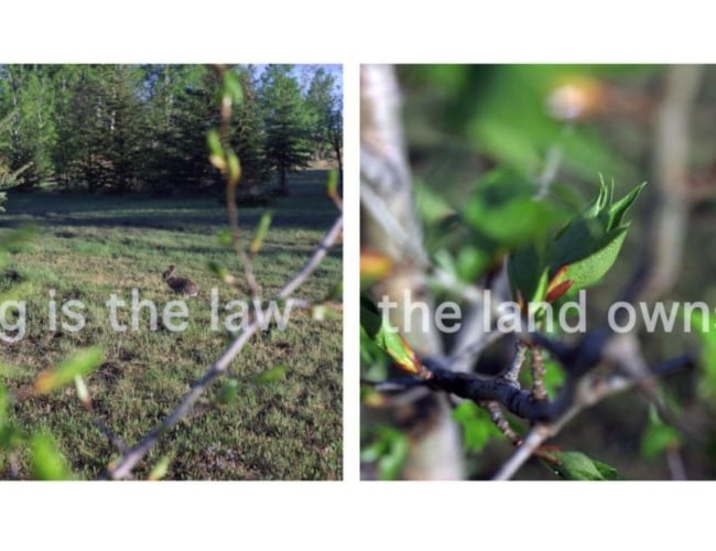 on the left, an image of a field with text "sharing is the law" and on the right, an image of a branch and leaves with text "the land owns itself"