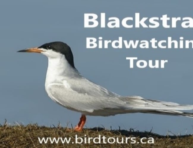 Blackstrap Lake Birdwatching and Bird Photography Tour