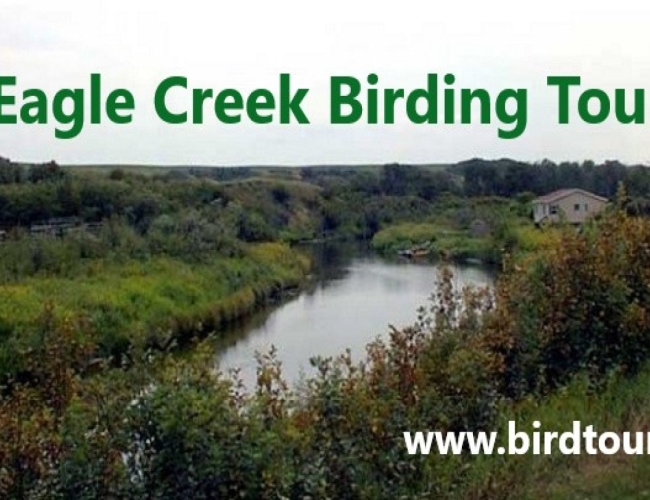 Eagle Creek Birdwatching Tour