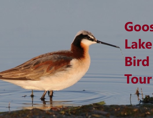 Goose Lake Birdwatching and Bird Photography Tour