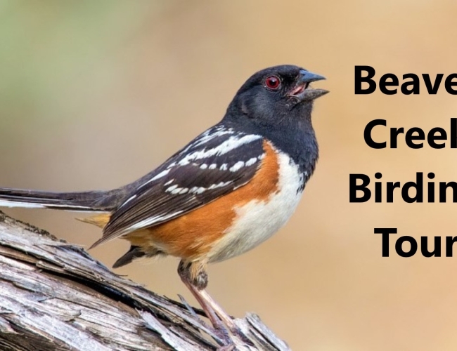 Beaver Creek Birdwatching and Hiking Tour