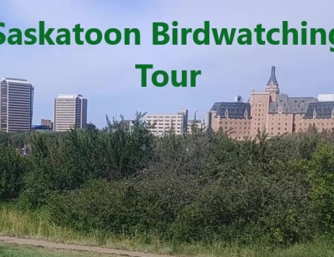 Saskatoon Birdwatching Tour
