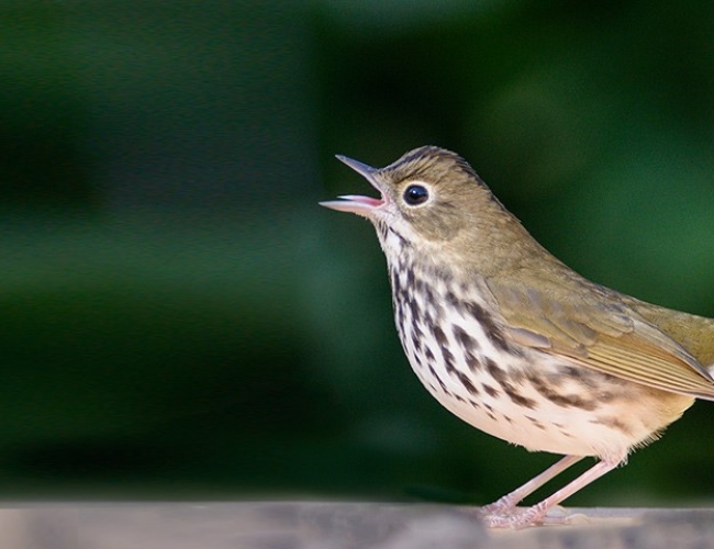 Warbler Walking Tour