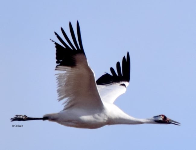 Whooping Crane 1-day guided tour