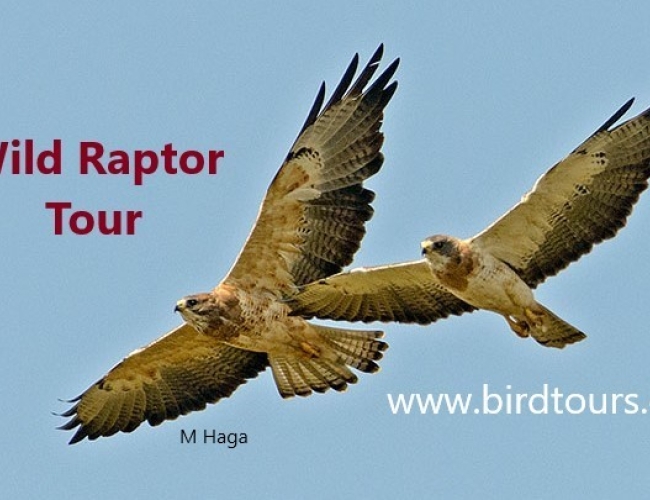 Wild Raptor Tour