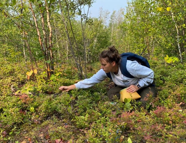 berries picking