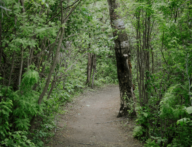 A look down a trail on the Meewasin