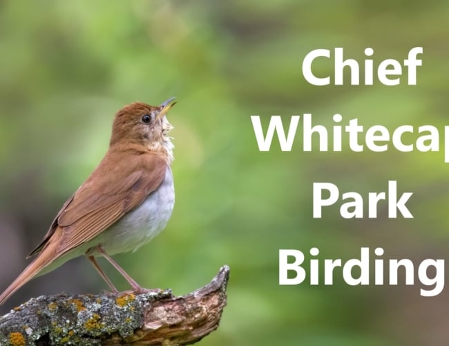 Chief Whitecap Park Birding Tour