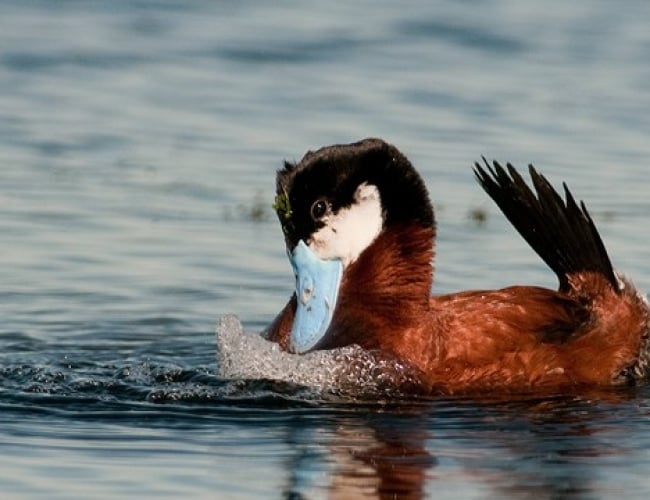 Prairie Lakes Birding Tour