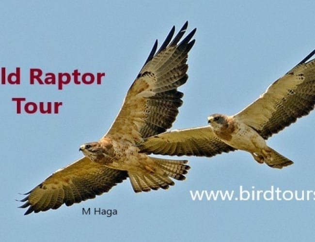 Wild Raptor Tour