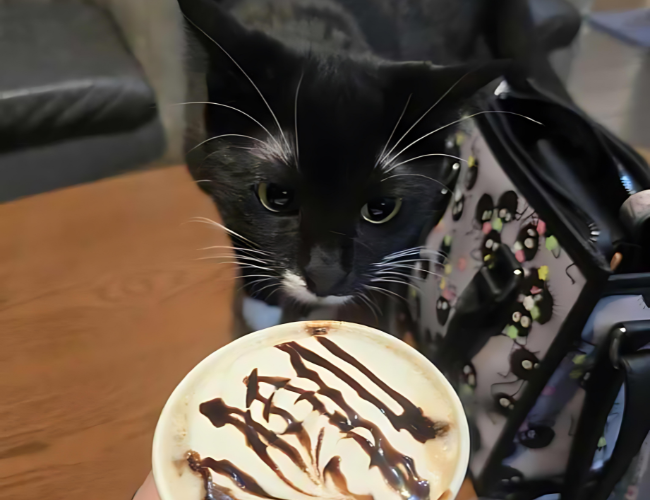 A tuxedo cat looking at a cup of coffee with whipped cream and chocolate syrup on top