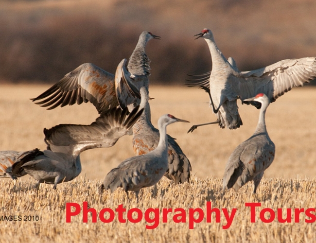 Sandhill Crane Photography Tours