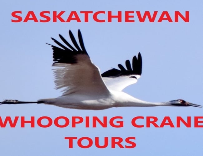 Whooping Crane 1-day guided tour