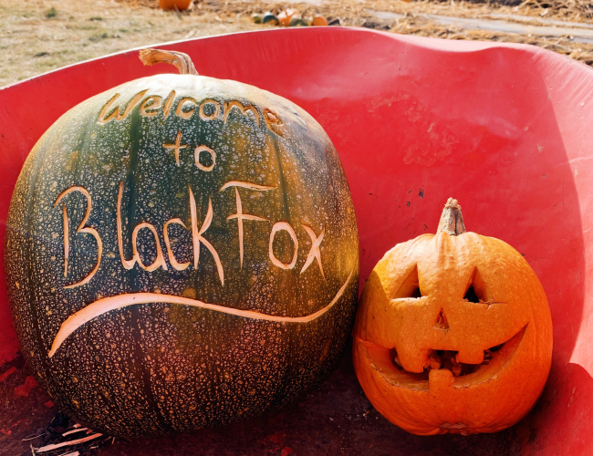 Two pumpkins carved at Black Fox