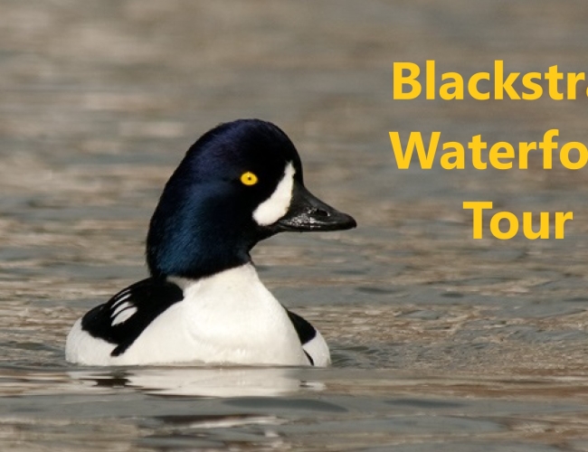 Blackstrap Waterfowl Tour