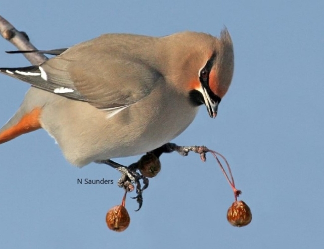 Saskatoon Winter Birdwatching Tour