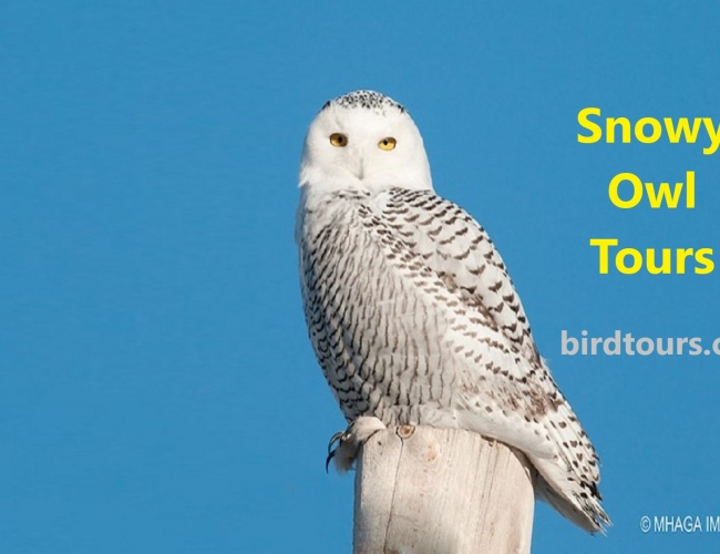 Snowy Owl Half Day Group Viewing and Photography Tour