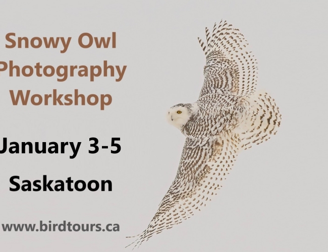 Snowy Owl Photography Workshop Tour