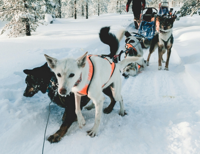 Frozen Trails and Wagging Tails: Dog Sledding Delight