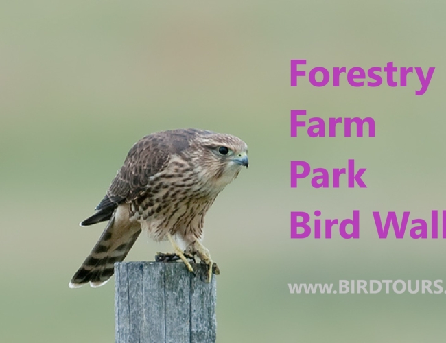 Forestry Farm Park Bird Walk