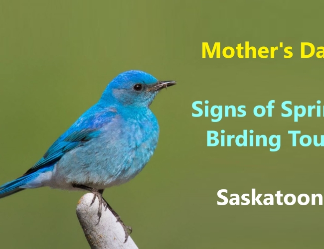 Mother's Day Signs of Spring Birding Tour