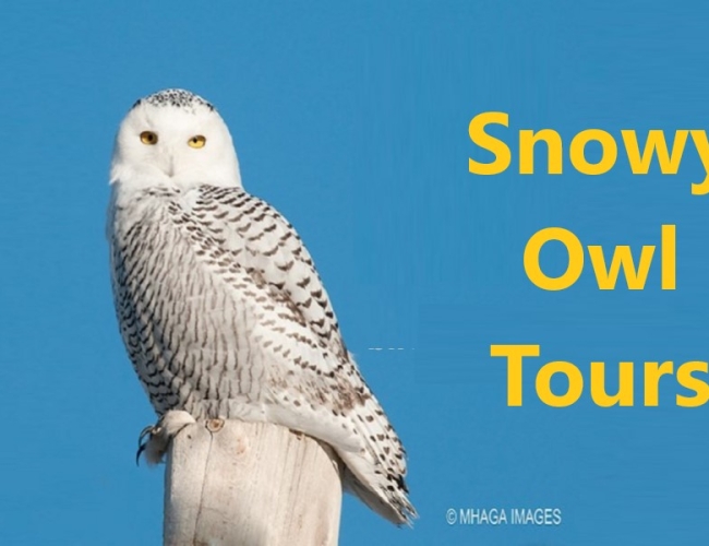 Snowy Owl Full Day Photography Tour