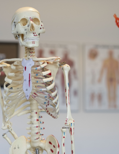 A human skeleton model showcased in a room.