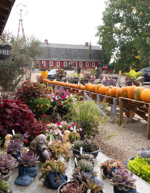 Flowers and pumpkins outdoors at The Berry Barn