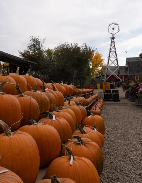 Four rows of pumpkins with the windmill in the background at The Berry Barn