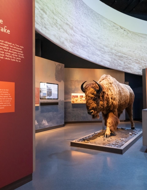 museum display with bison at Wanuskewin