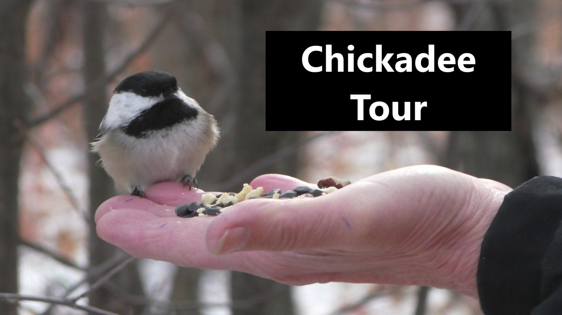 Chickadee Photography and Viewing Tour